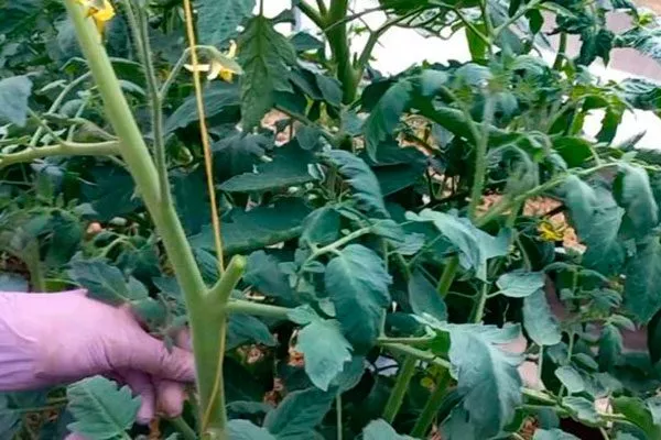 Формирование и подвязка