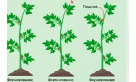 Формирование куста