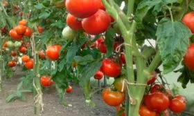 Формирование куста