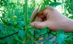 Формирование куста, пасынкование