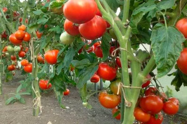 Формирование куста