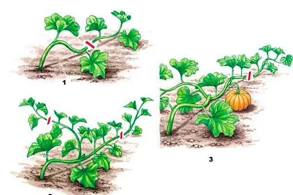 Формирование