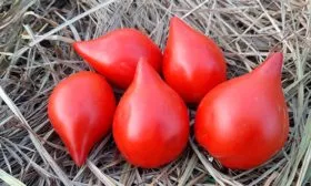 описание плодов