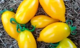 Описание плодов