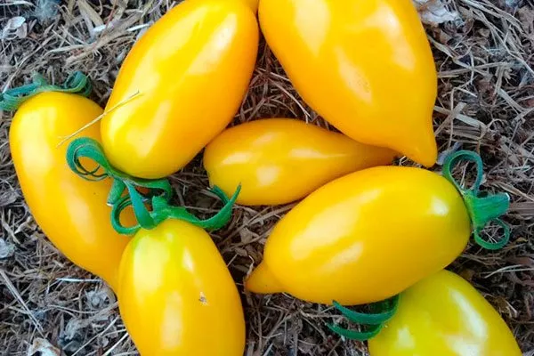 Описание плодов