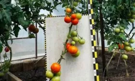 Описание плодов