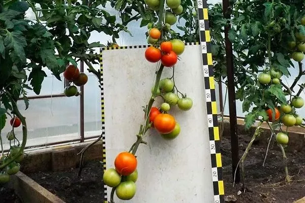 Описание плодов