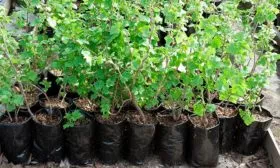 Выбор саженцев смородины