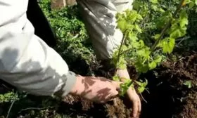 Высадка саженцев смородины