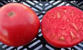 Brandywine Joyce's Strain (Брэндивайн линия Джойса)