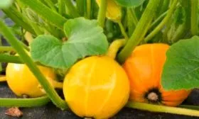 Основные характеристики