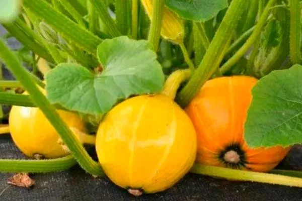 Основные характеристики