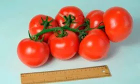 Отличительные особенности