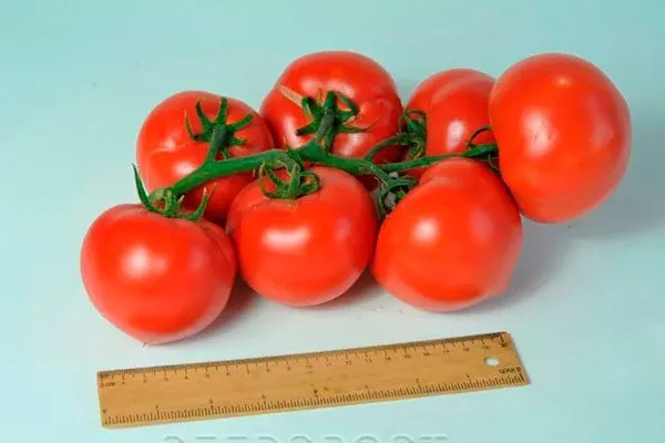 Отличительные особенности