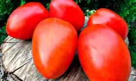 Описание плодов