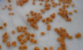 Подготовка семян