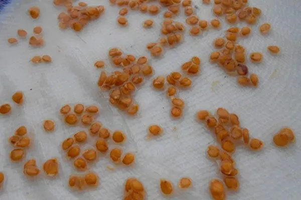 Подготовка семян