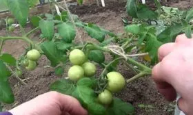 Подвязка и формирование