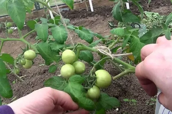 Подвязка и формирование