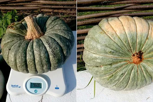 Основные характеристики