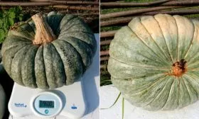 Хранение и сбор