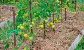 Мульчирование