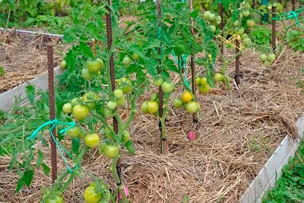 Мульчирование