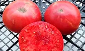 Brandywine Sudduth’s Strain (Брэндивайн линия Саддата)