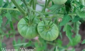 Дальнейший уход за томатами