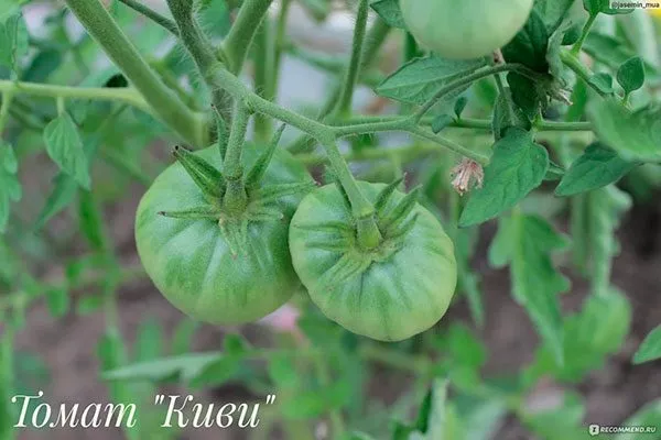 Дальнейший уход за томатами