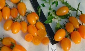 Сорт Золото Амишей