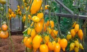 Сбор урожая