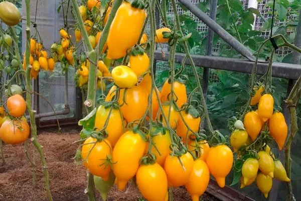 Сбор урожая