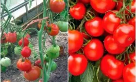 Описание растения