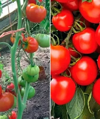 Описание растения