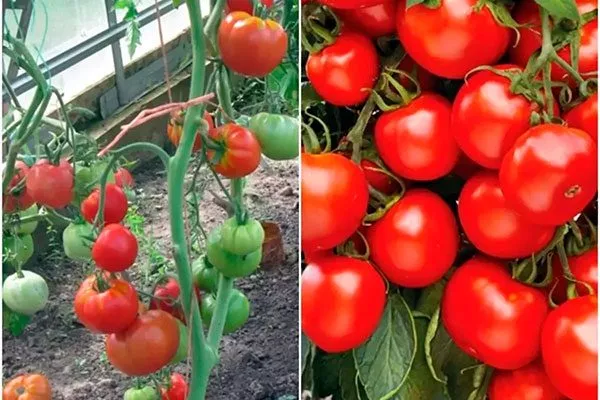 Описание растения