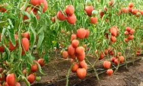 Описание растения