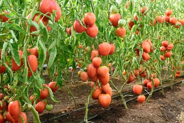 Описание растения