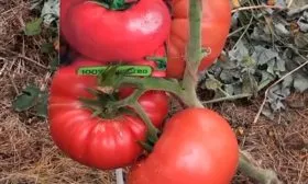 Урожайность