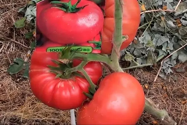 Урожайность