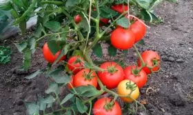 Описание растения