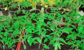 Выращивание рассады