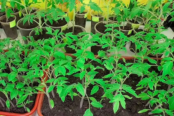 Выращивание рассады