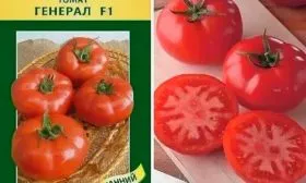 Характеристики сорта помидоров