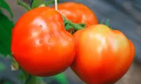 Назначение и вкусовые качества2