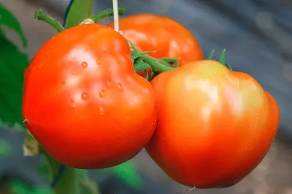 Назначение и вкусовые качества2