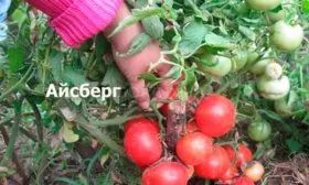 Урожайность