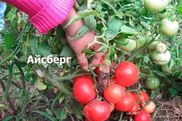 Урожайность