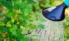 Полив смородины