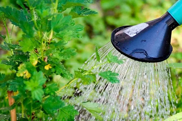 Полив смородины